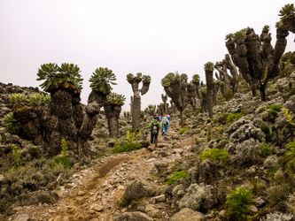 Ultimate Guide to Climbing Routes on Kilimanjaro